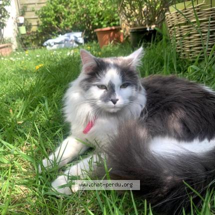 Foto 1/1 Zola Chat perdido en Plomodiern