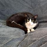 Foto del gato perdido en Auboue