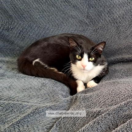 Foto 1/1 Venom Chat perdido en Auboue