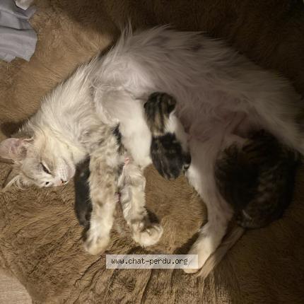 Foto 1/1 Bouba Chat perdido en Lamballe armor