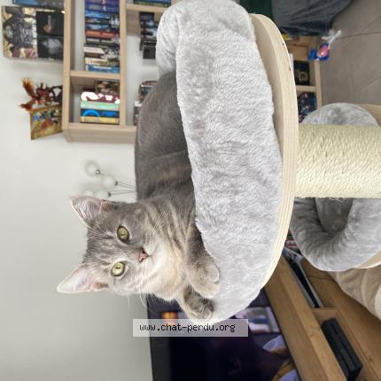 Foto 1/1 Yuki Chat perdido en St cyr sur loire