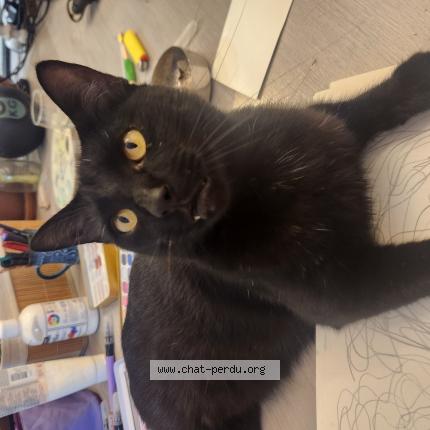 Foto 1/1 Samsam Chat perdido en Dijon