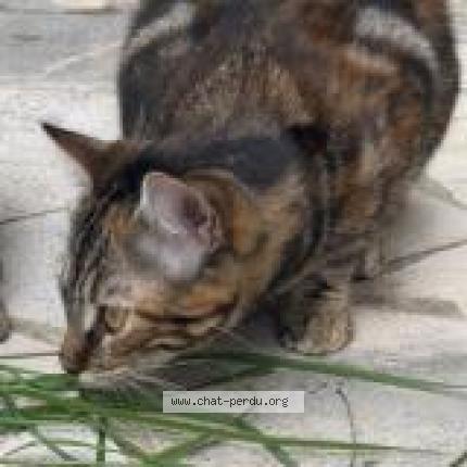 Foto 1/2 Mona Chat perdido en Lievin