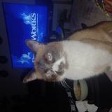 Foto del gato perdido en Ternay