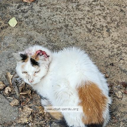 Foto 1/1 Gato encontrado Encontrado en Fleurey sur ouche