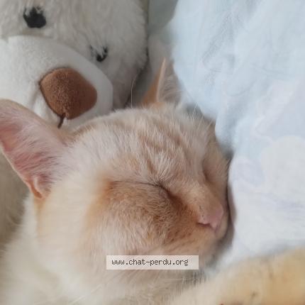 Foto 1/1 Coton Chat perdido en Saint aubin d aubigne