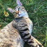 Foto del gato perdido en Frontignan Saves