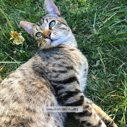 Foto 1/1 Petitou - Sinatra Chat perdido en Frontignan saves