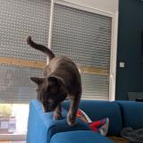 Foto del gato perdido en Plaisance Du Touch