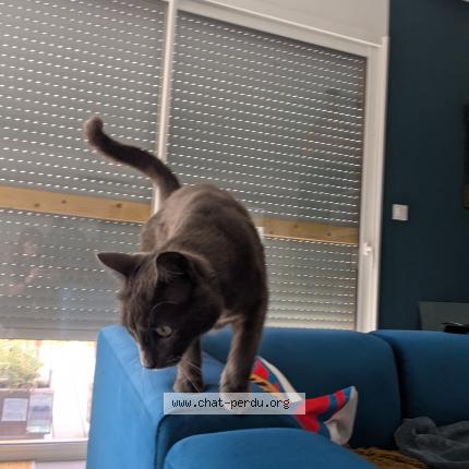 Foto 1/1 Angus Chat perdido en Plaisance du touch