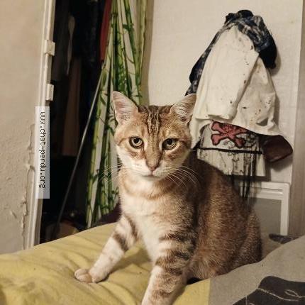 Foto 1/1 Gato encontrado Encontrado en Seilhac