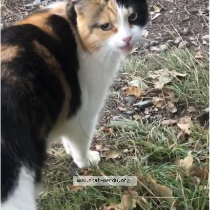 Foto 1/1 Gato encontrado Encontrado en Saint gregoire