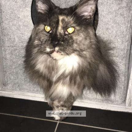 Foto 1/1 Maggy Chat perdido en Port d atelier