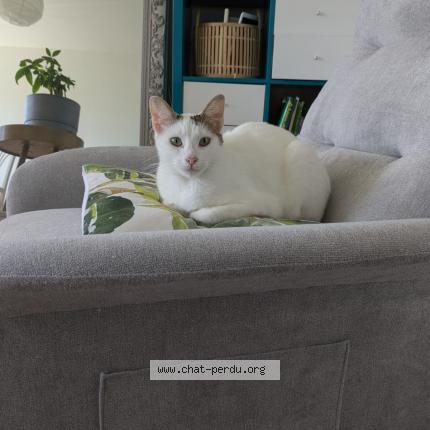 Foto 1/1 SKYJO Chat perdido en Montpellier