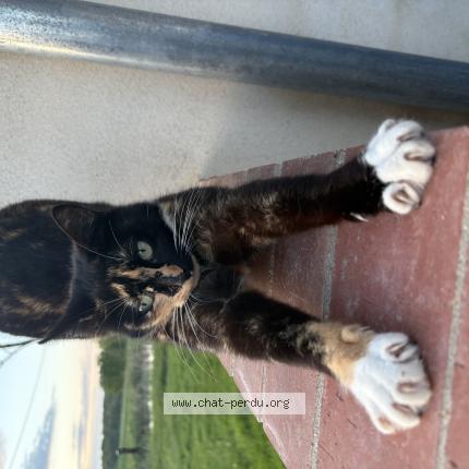 Foto 1/1 Utopie Chat perdido en Savigny sur seille