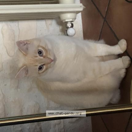 Foto 1/1 Azur Chat perdido en Salignac sur charente