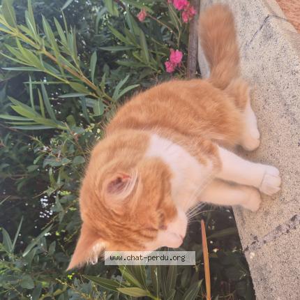 Foto 1/2 Pipo Chat perdido en La cabanasse