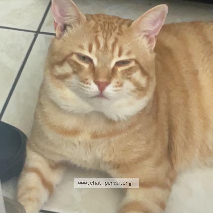 Foto 2/2 Simba Chat perdido en Niort