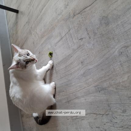 Foto 1/1 Maess Chat perdido en Saint lunaire