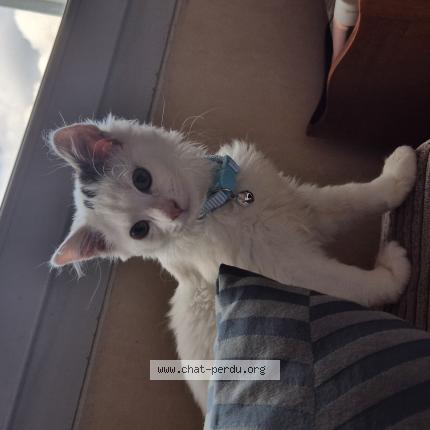 Foto 1/1 Mizuki Chat perdido en Amelie les bains palalda