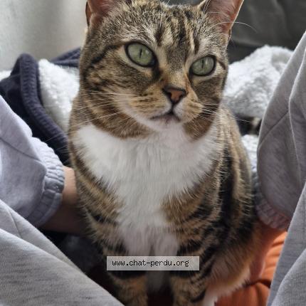 Foto 1/1 Sheetah Chat perdido en Anglet