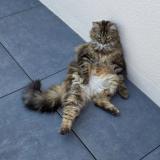 Foto del gato perdido en Mesanger