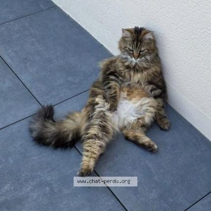 Foto 1/1 Samba Chat perdido en Mesanger