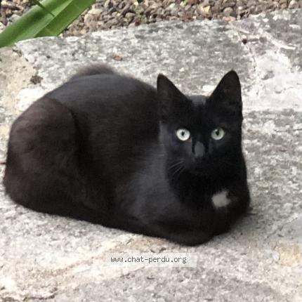 Foto 1/1 Gato encontrado Encontrado en Ploubazlanec