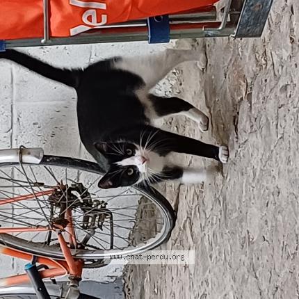 Foto 1/1 Gato encontrado Encontrado en Lille