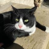 Foto del gato perdido en Saint Mande