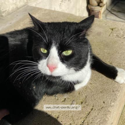 Foto 1/1 Pistache Chat perdido en Saint mande