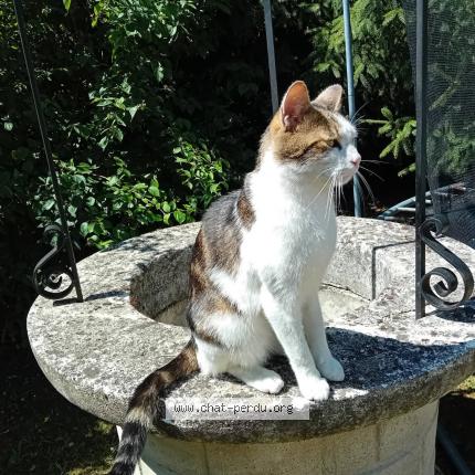 Foto 1/1 Tarzan Chat perdido en Saint lye la foret