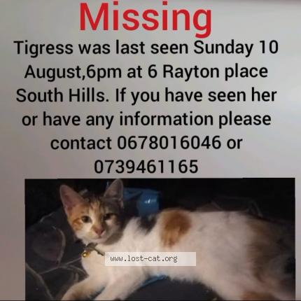 Foto 1/1 Jaun enkerwitz Chat perdido en Johannesburg