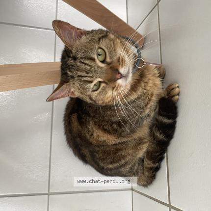 Foto 1/1 Paulette Chat perdido en Saint jean de monts