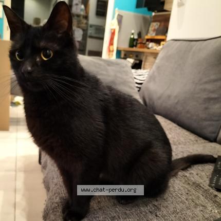 Foto 4/4 Space Chat perdido en Bats