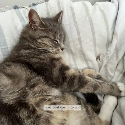 Foto 1/1 Misty Chat perdido en Canach