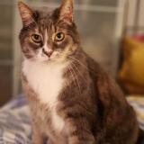 Foto del gato perdido en Luneville