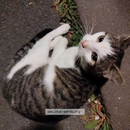 Foto 1/1 Gato encontrado Encontrado en Herouville saint clair