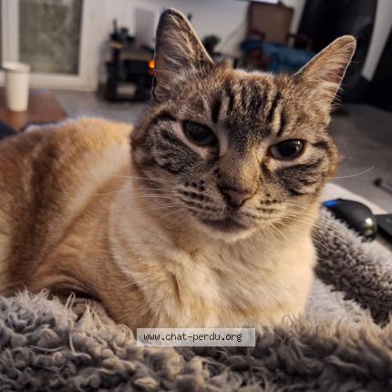 Foto 1/1 Misty Chat perdido en Beziers