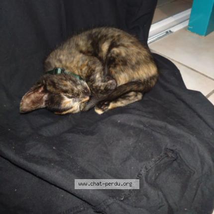 Foto 1/1 Ambre Chat perdido en Montauban