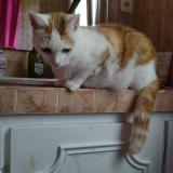 Foto del gato perdido en Rennes