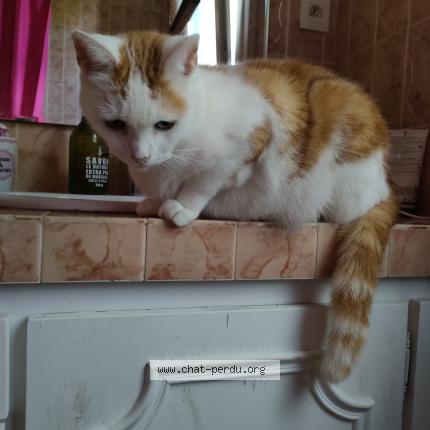 Foto 1/1 Pilpous Chat perdido en Rennes
