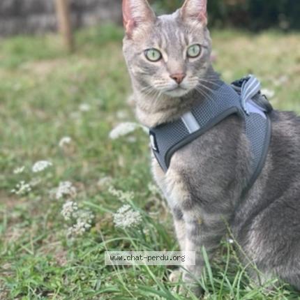 Foto 1/1 Ma caille Chat perdido en Beynes