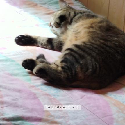 Foto 1/1 Luna Chat perdido en Dommartin les toul