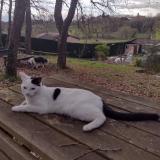 Foto del gato perdido en La Plaine Sur Mer