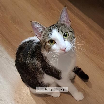 Foto 1/1 Lennon Chat perdido en Sainte anastasie