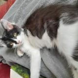 Foto del gato perdido en Loos