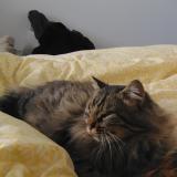 Foto del gato perdido en Le Puiset Dore