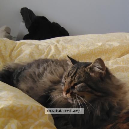 Foto 1/1 Koumal Chat perdido en Le puiset dore