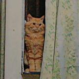 Foto del gato perdido en Bulandshahr